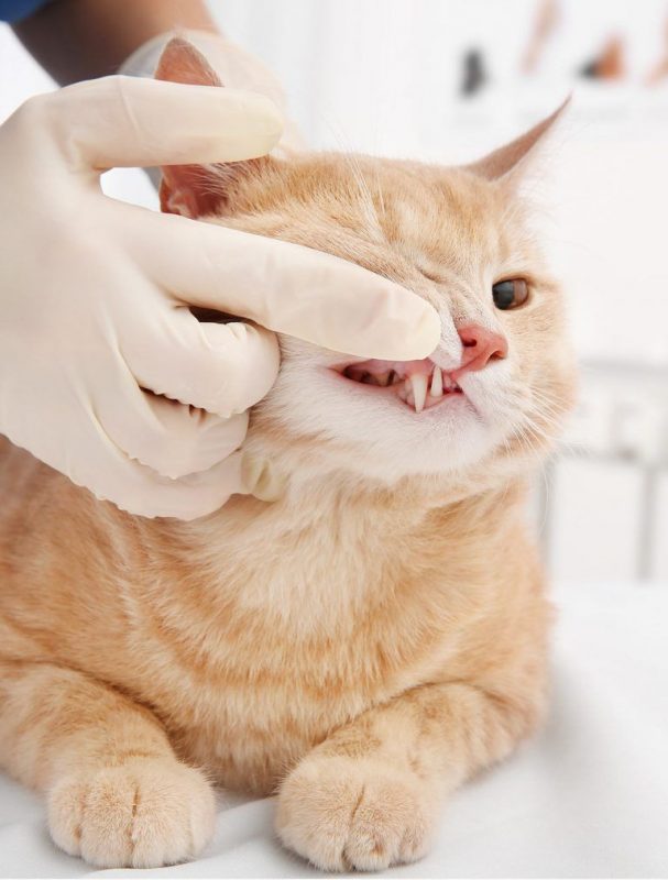 dental problem