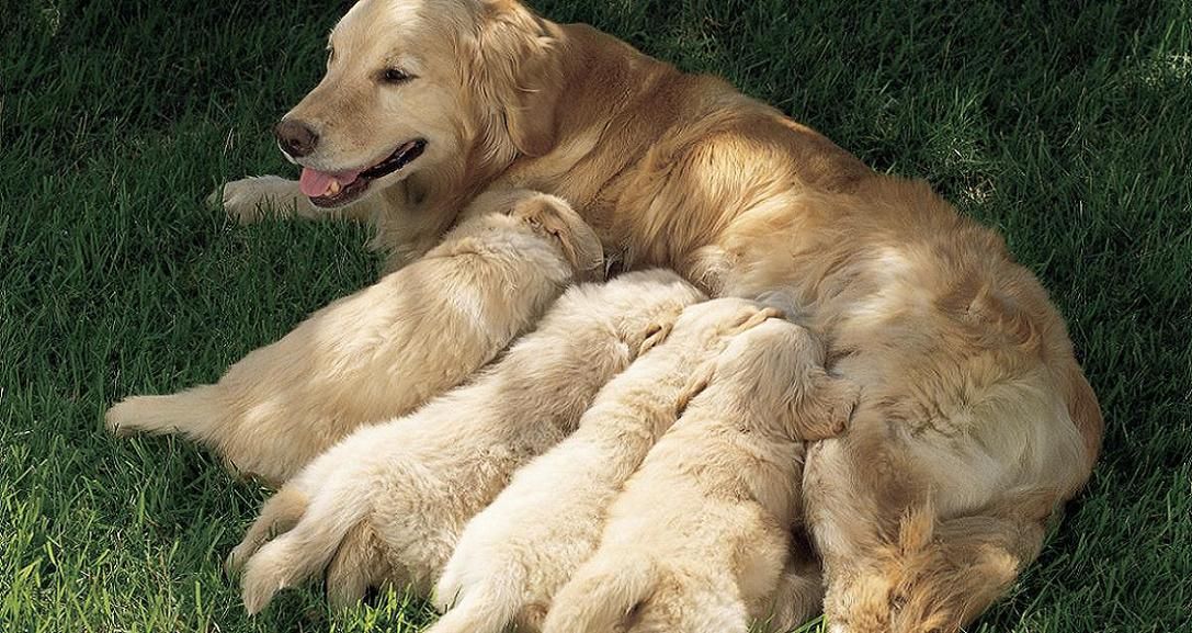 food for the dog