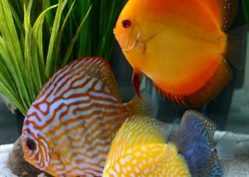 The Discus Fish, A Special Cichlid