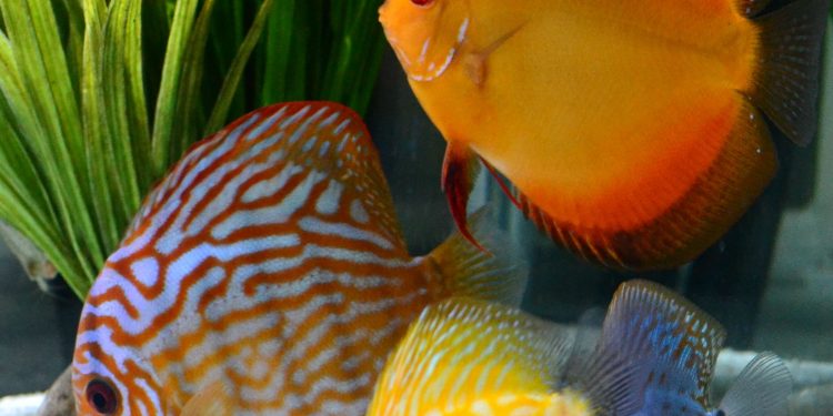 The Discus Fish, A Special Cichlid