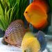 The Discus Fish, A Special Cichlid