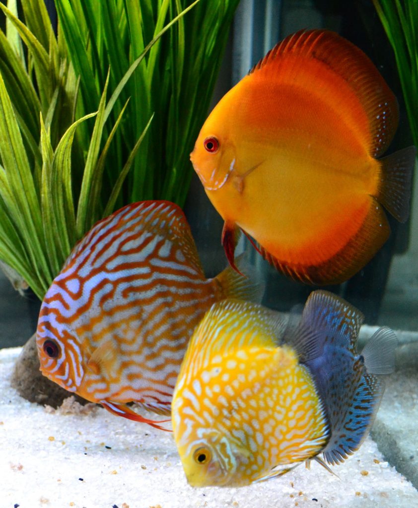 The Discus Fish, A Special Cichlid Pet Rescue Blog