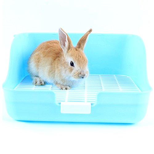 a rabbit
