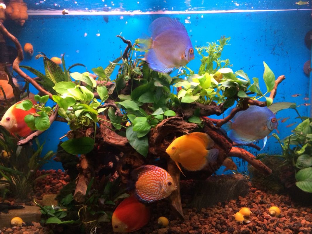 discus fish