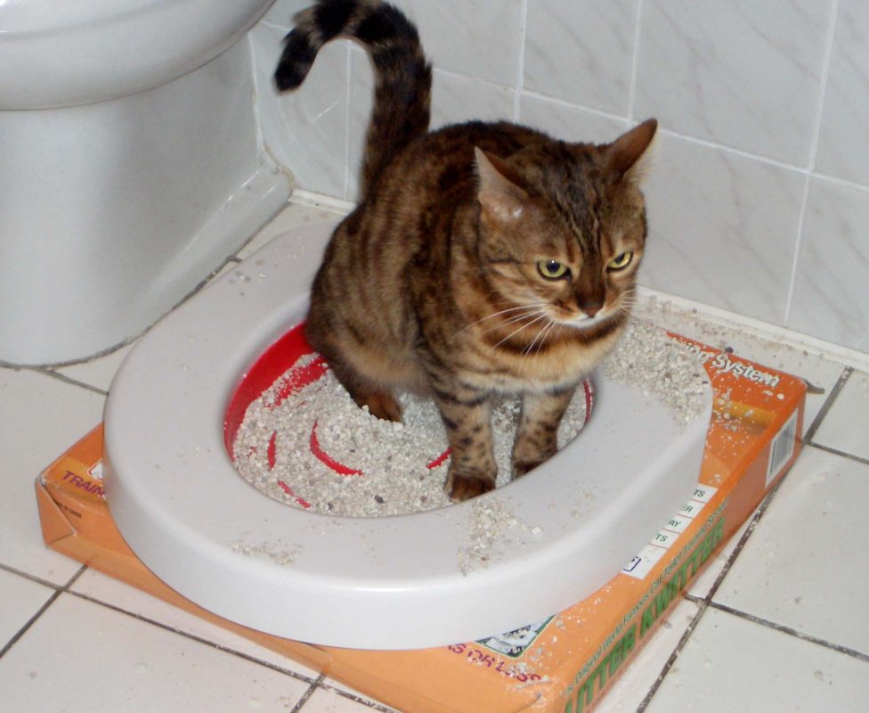 Potty Train