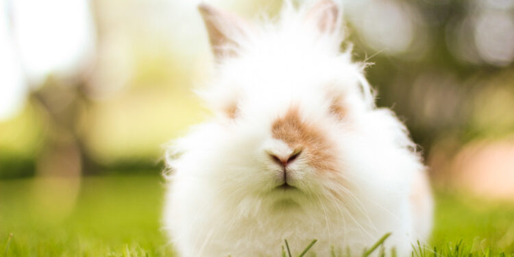 Angora Rabbit: History, Origin, Care And Lifespan