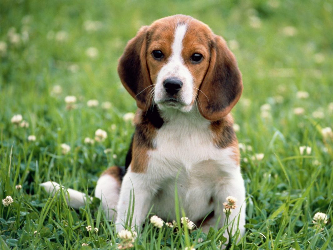 food for the dog