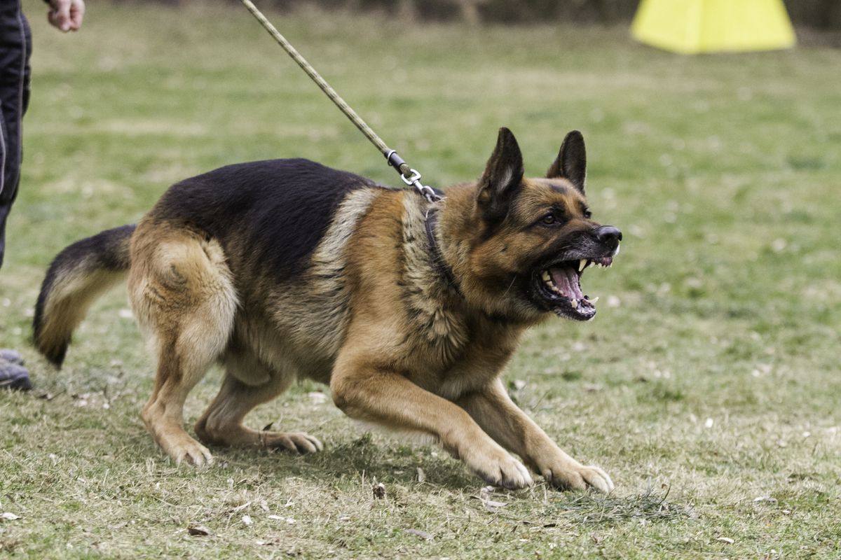 aggressive dog
