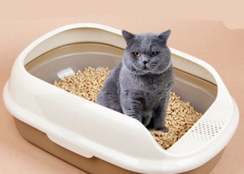 Potty Training: How To Deal With It?