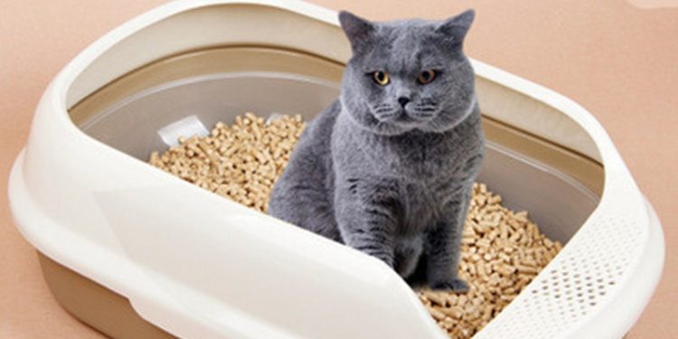 Potty Training: How To Deal With It?