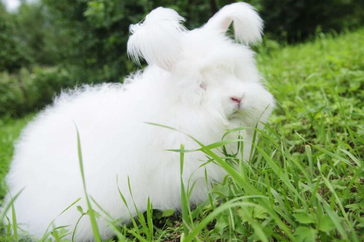 Cute angora rabbit