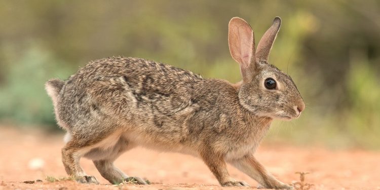 Caring For Rabbits In Warm Weather
