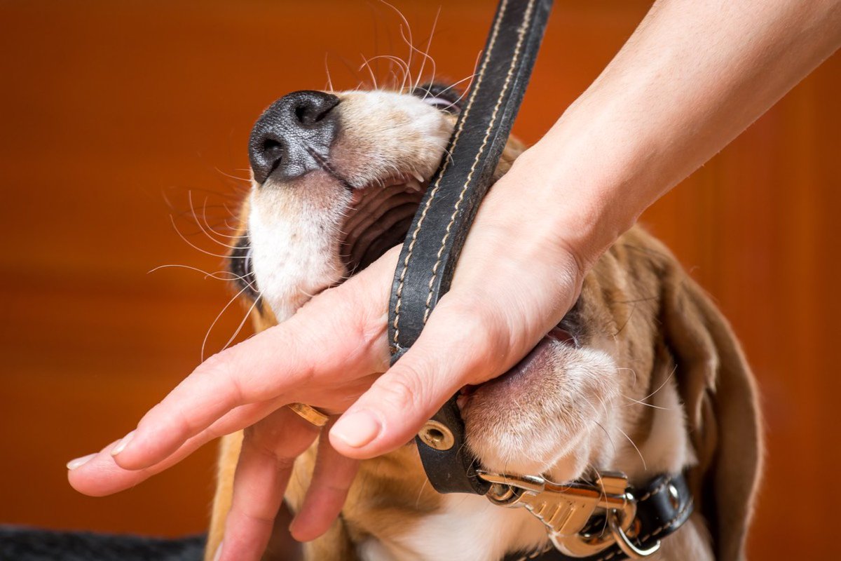 aggressive dog