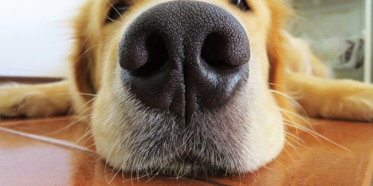 4 Surprising Facts About a Dog's Sense of Smell