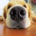 4 Surprising Facts About a Dog's Sense of Smell 4 Surprising Facts About a Dog's Sense of Smell