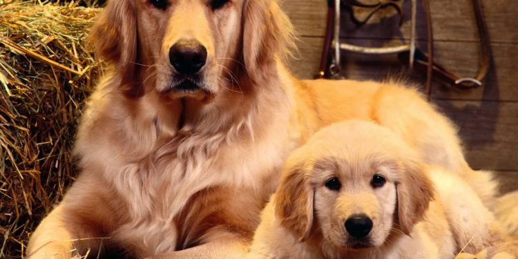 Dog's Underactive thyroid gland, Affected, Bald Skin And Overweight