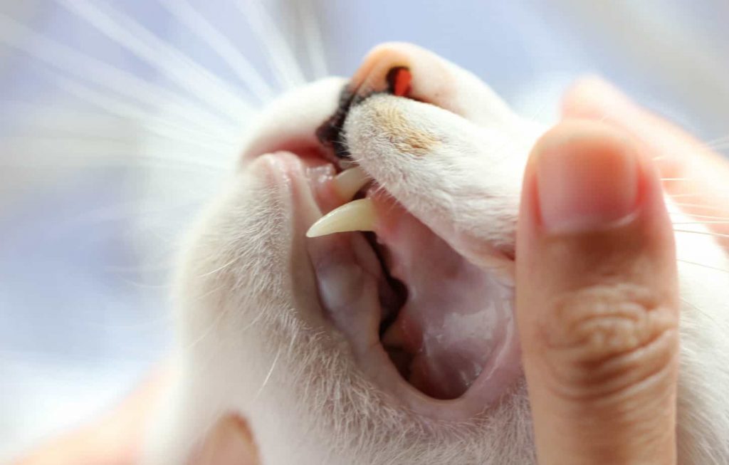 dental problem