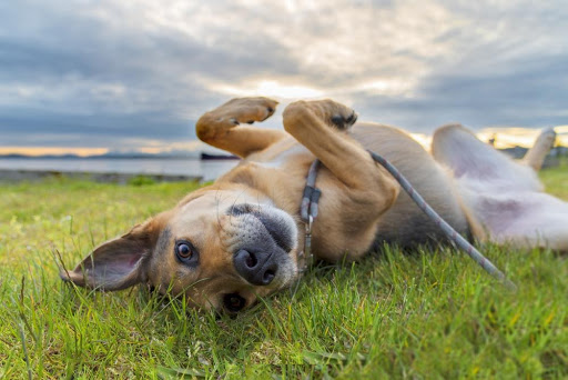 How to Observe National Mutt Day How to Observe National Mutt Day