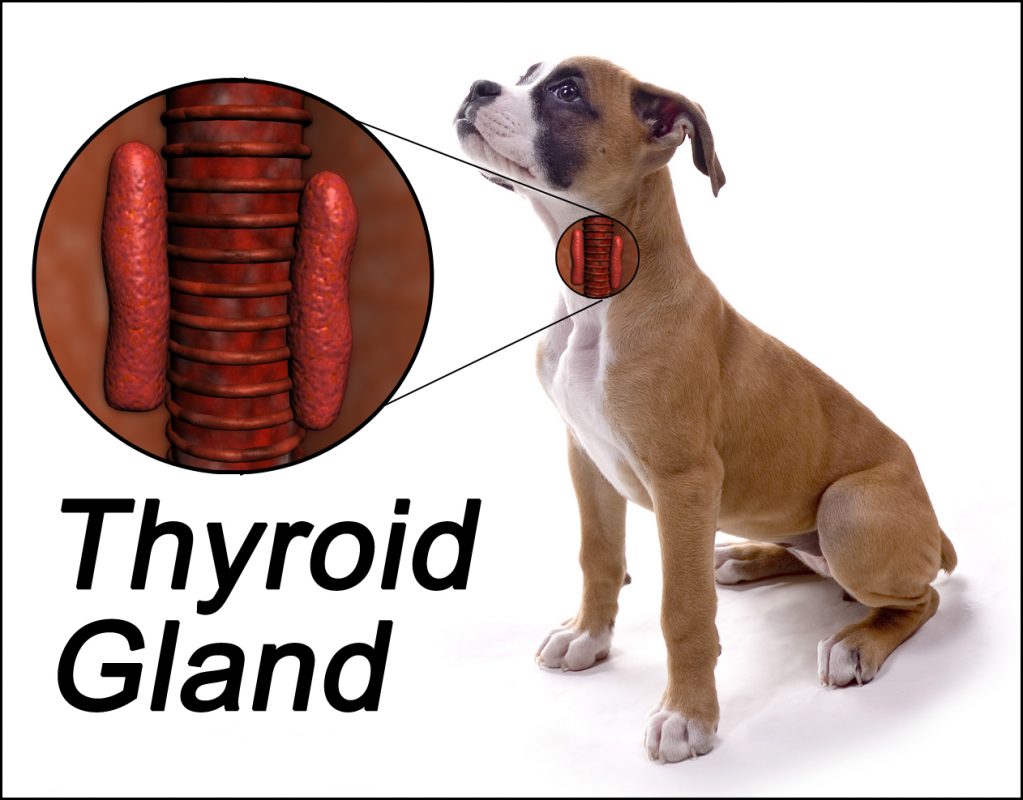thyroid gland 