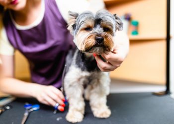How to Choose the Best Dog Groomer For Your Furry Friend