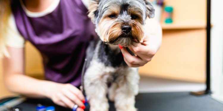 How to Choose the Best Dog Groomer For Your Furry Friend
