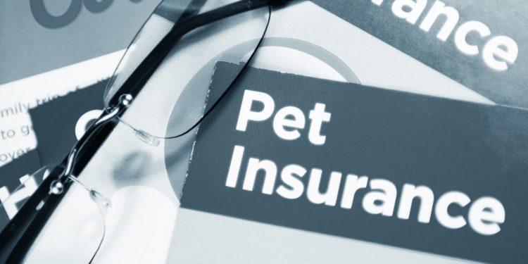 Pet Insurance for My Dog