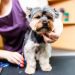 How to Choose the Best Dog Groomer For Your Furry Friend