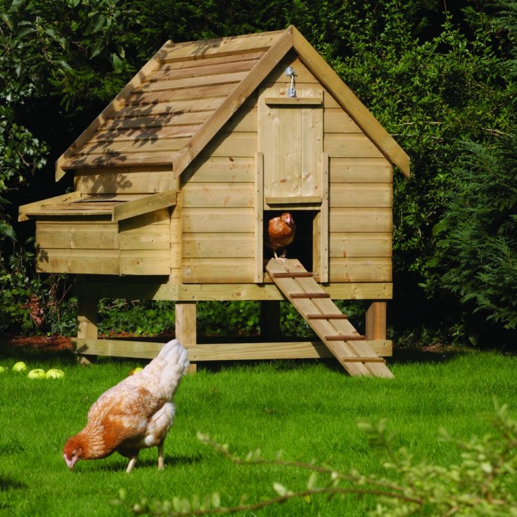 The Best Chicken Coops
