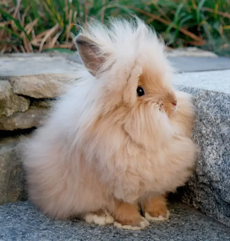 Angora Rabbit: History, Origin, Care And Lifespan Lionhead Angora Rabbit