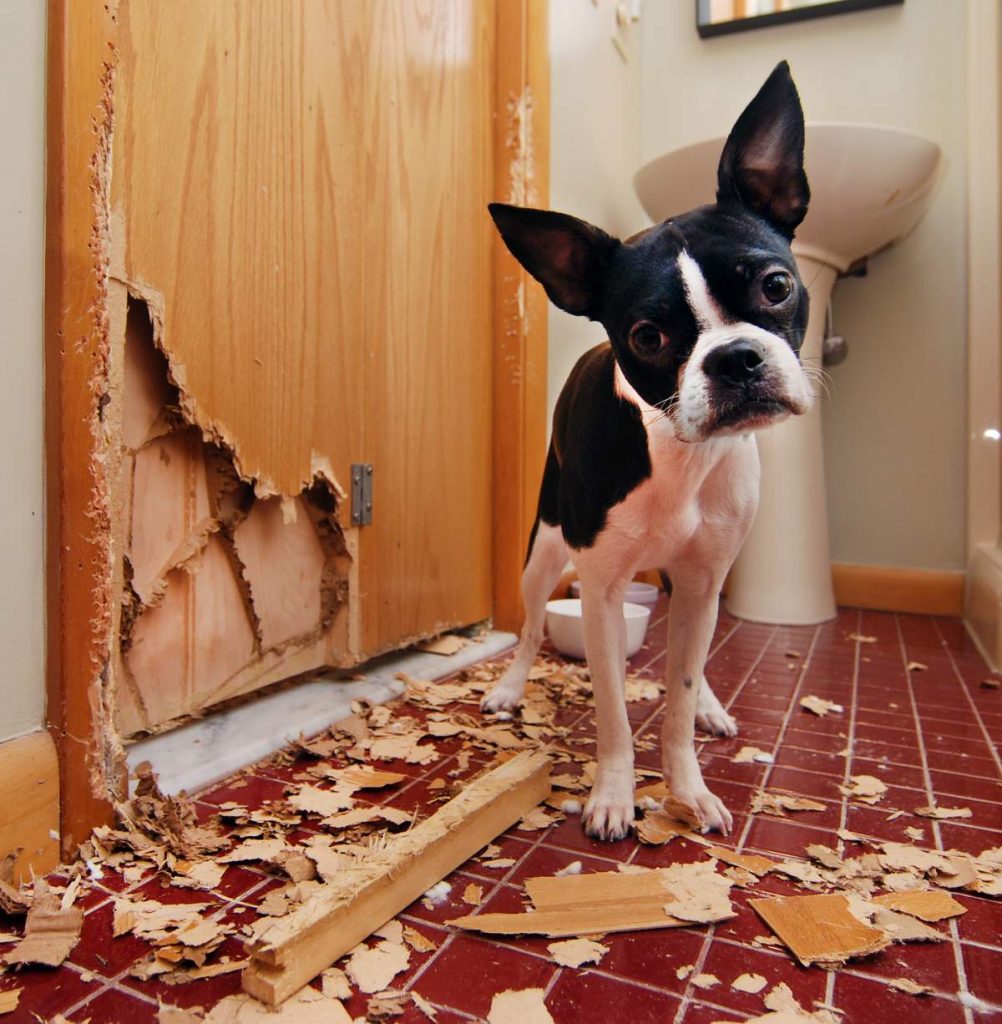 5 Signs Your Pet Has Separation Anxiety