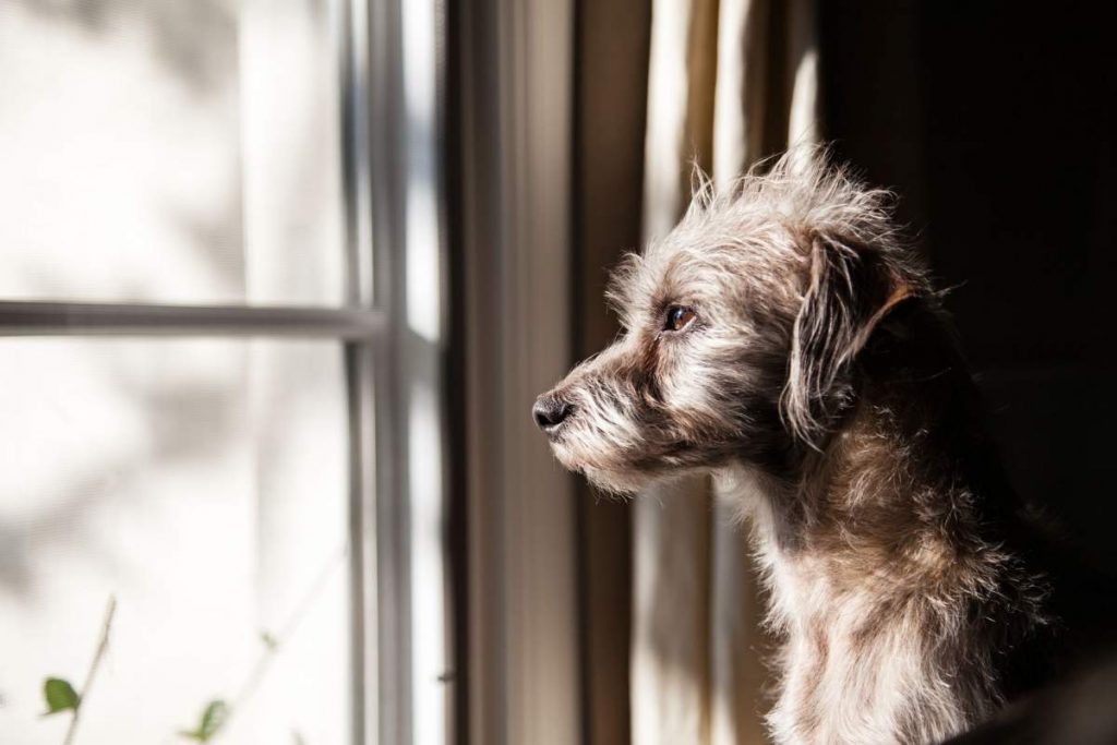 5 Signs Your Pet Has Separation Anxiety