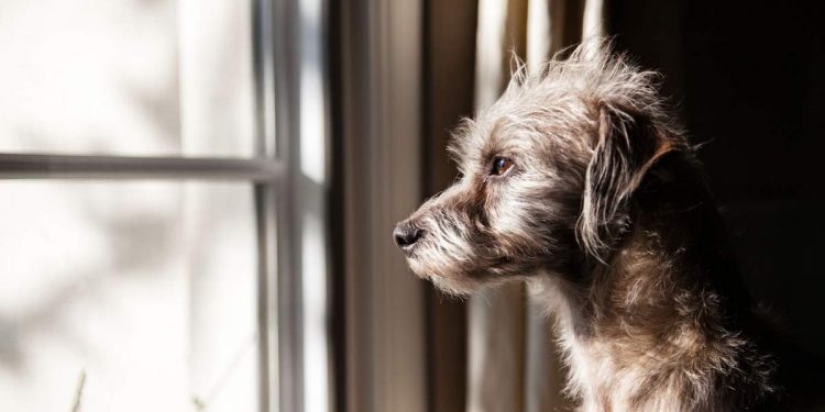 Dog Separation Anxiety
