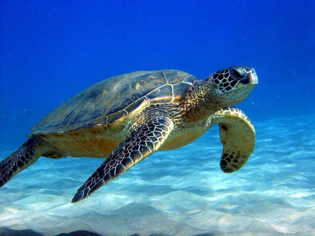 tortoise