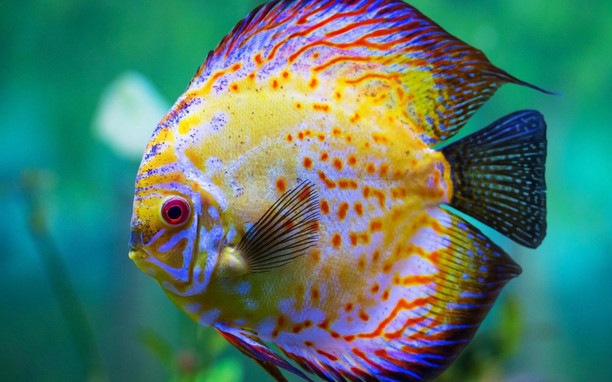 discus fish