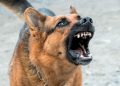 An Aggressive Dog – What Should You Do Or Do Not?