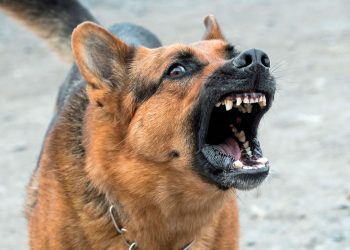 An Aggressive Dog – What Should You Do Or Do Not?