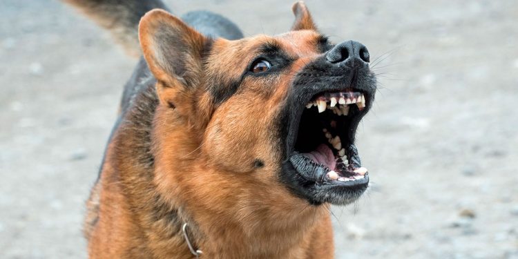 An Aggressive Dog – What Should You Do Or Do Not?
