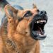 An Aggressive Dog – What Should You Do Or Do Not? An Aggressive Dog – What Should You Do Or Do Not?
