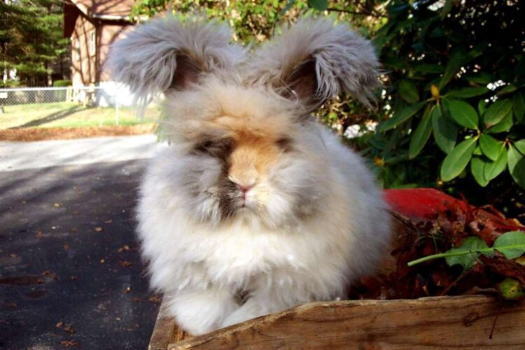 angora rabbit for sale