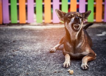 Train an Aggressive Dog