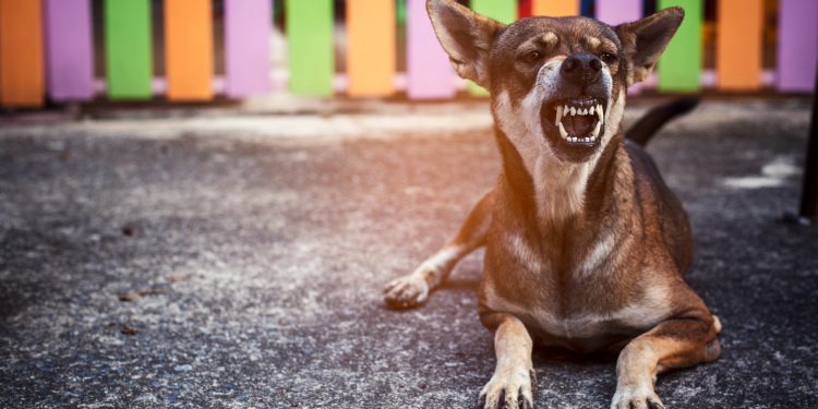Train an Aggressive Dog