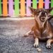 Top Six Ways to Train an Aggressive Dog Train an Aggressive Dog
