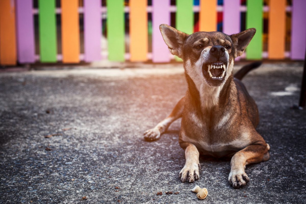 aggressive dog