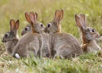 Hair Loss In Rabbits: Molting, Disease Or Serious Cause?