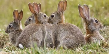 Hair Loss In Rabbits: Molting, Disease Or Serious Cause? 3