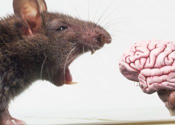 Brain tumor in the domestic rat