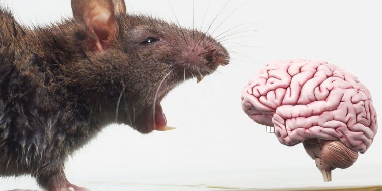 Brain tumor in the domestic rat