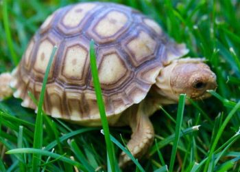 A tortoise as a pet: what to think about?