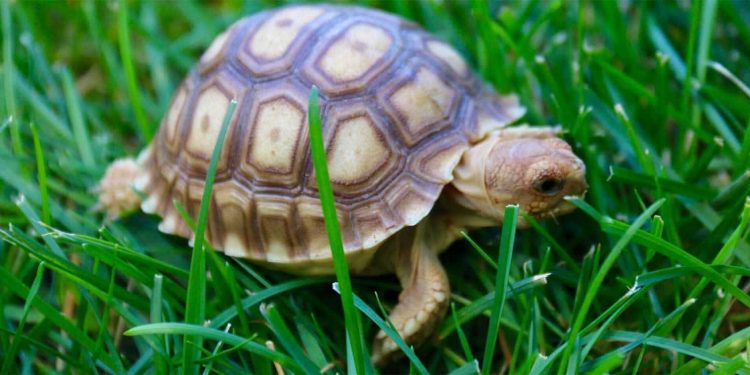 A tortoise as a pet: what to think about?