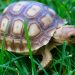 A tortoise as a pet: what to think about? A tortoise as a pet: what to think about?
